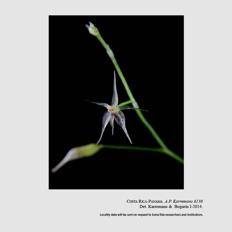 Platystele sylvestrei